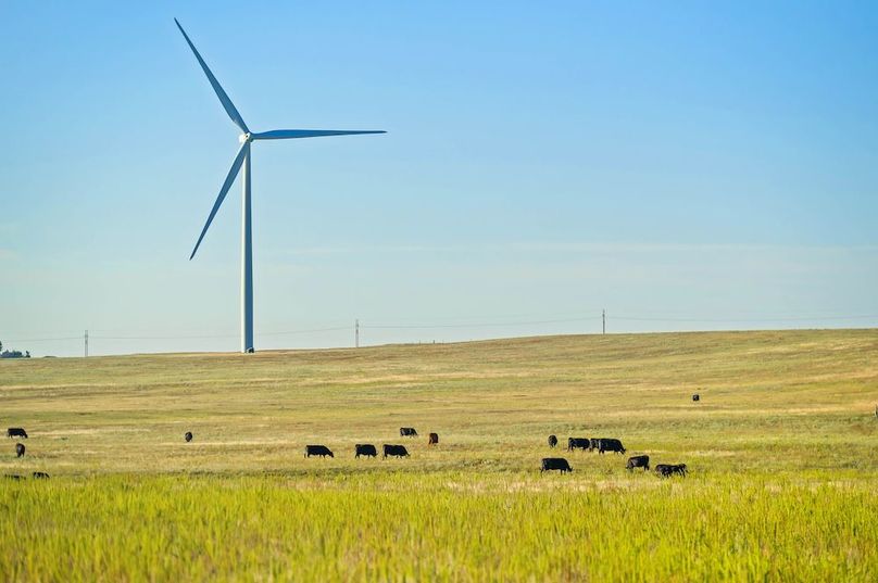 02 - Cattle and Windmills