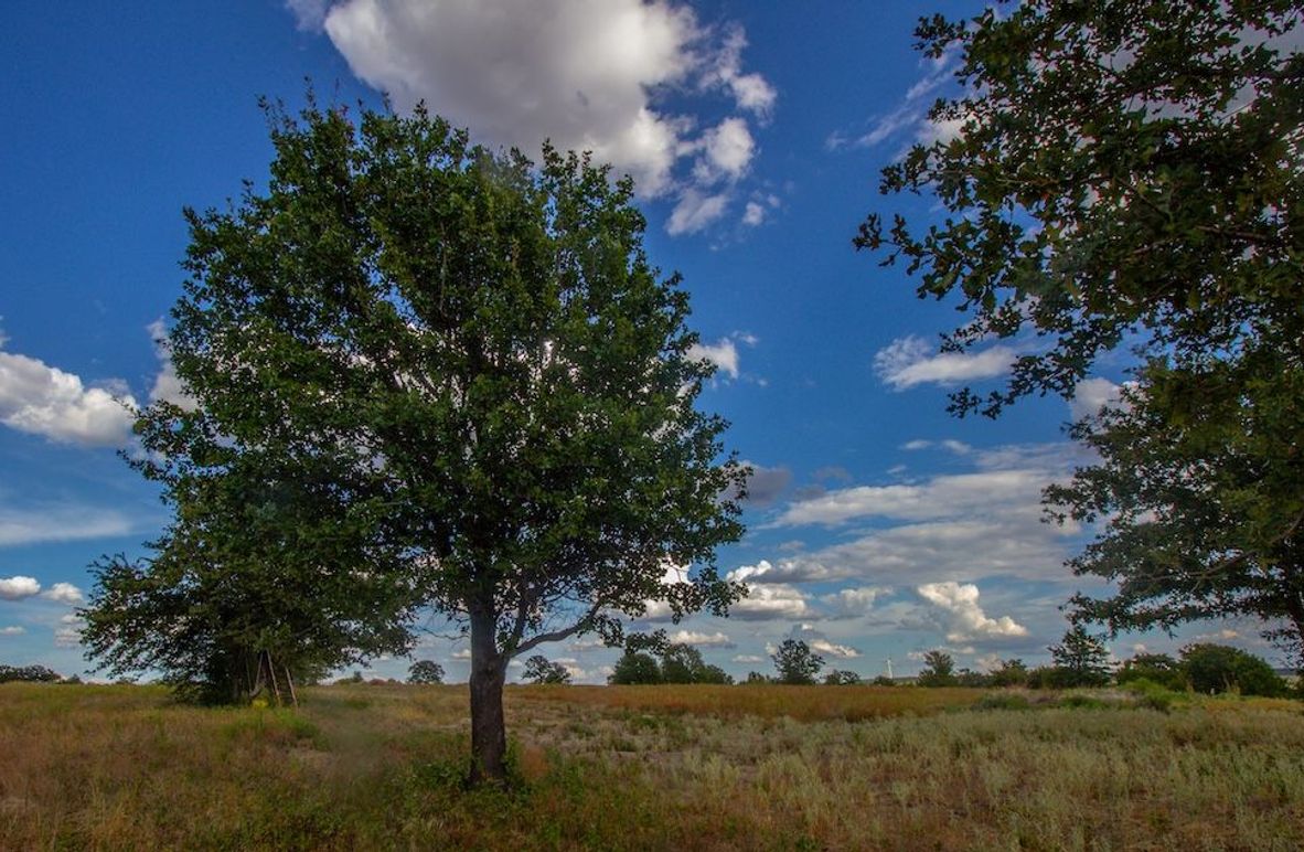 5. Large oaks