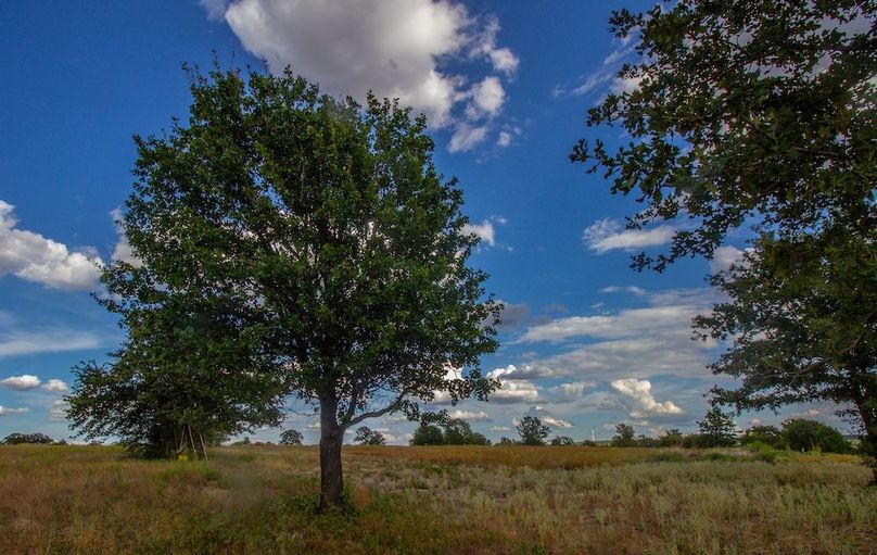 5. Large oaks