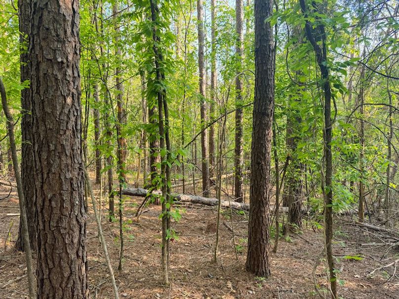 Tallahatchie 44 Newman (Crowden) Wide-42