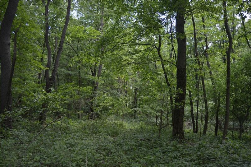NE corner of woods(1)