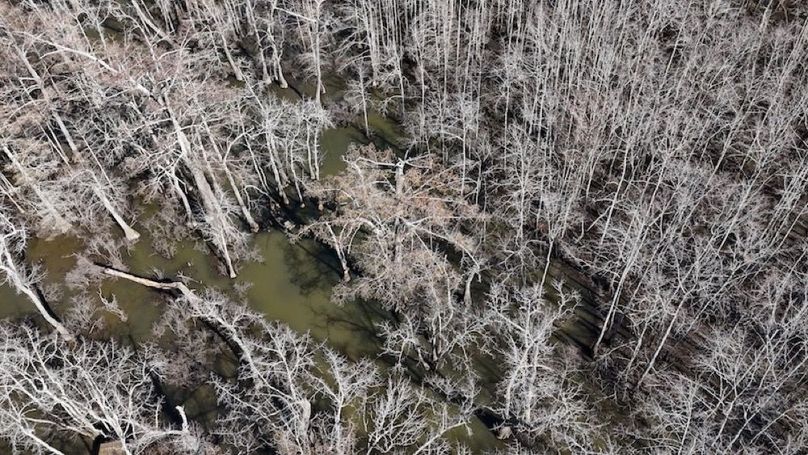 swamp20260501_0223