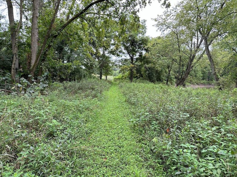 mowed trails through the timber past ladder stands