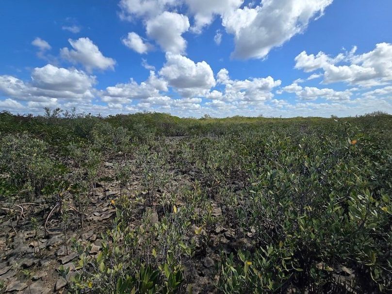 17.17ac, Citrus, Josiah Ronco46