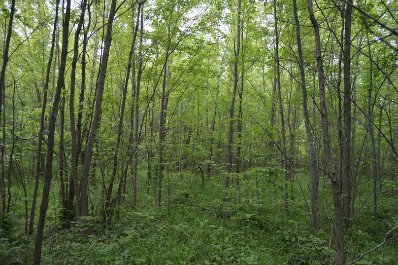 Great successional growth