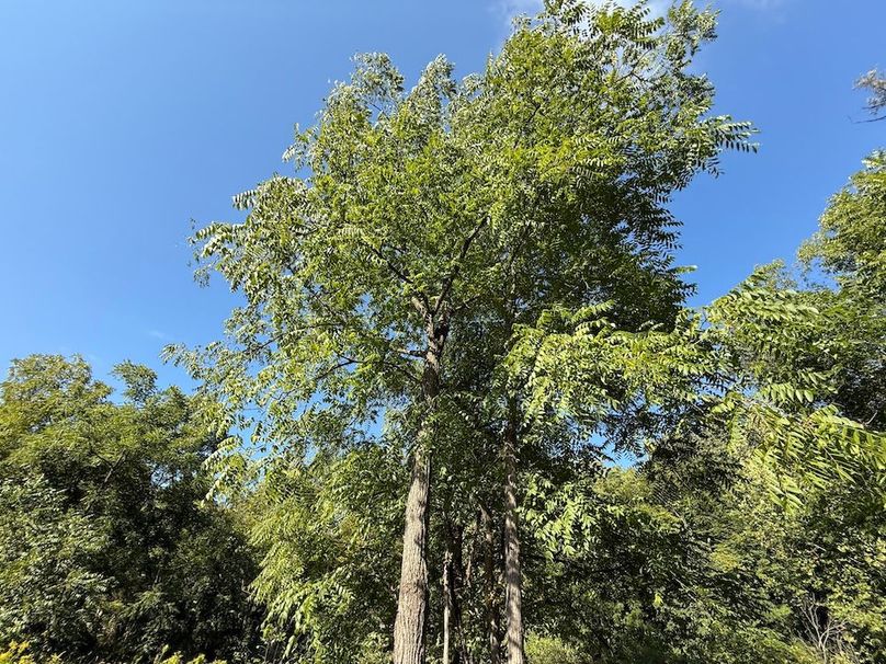 Cayuga_5.7_Cotten Photo 14