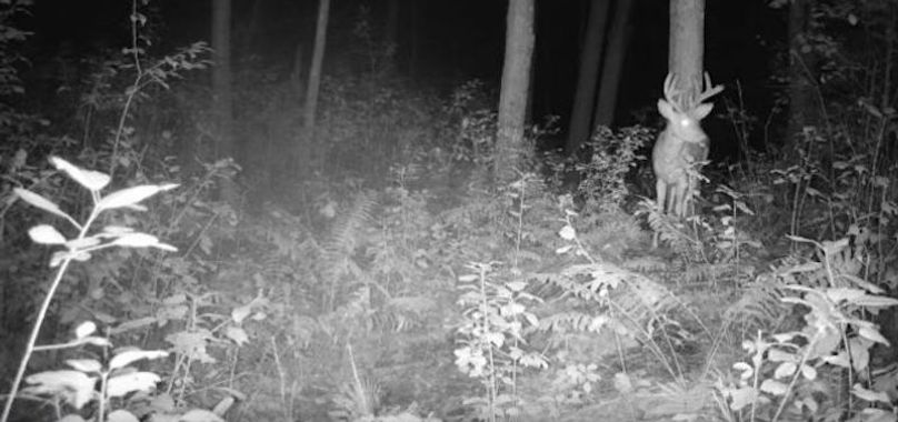 Monroe 50trailcam - 2