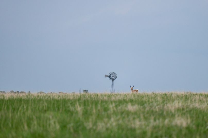 Douglas CO 35 Prettyman - 014 Antelope Buck