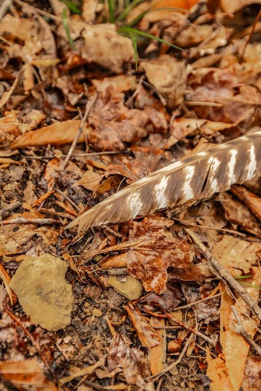 84-web-or-mls-1103 Johnny Spears Rd-94