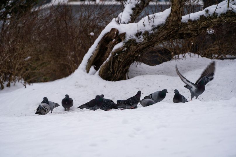 Lewis, WV 246 E 1st Wyllie-096