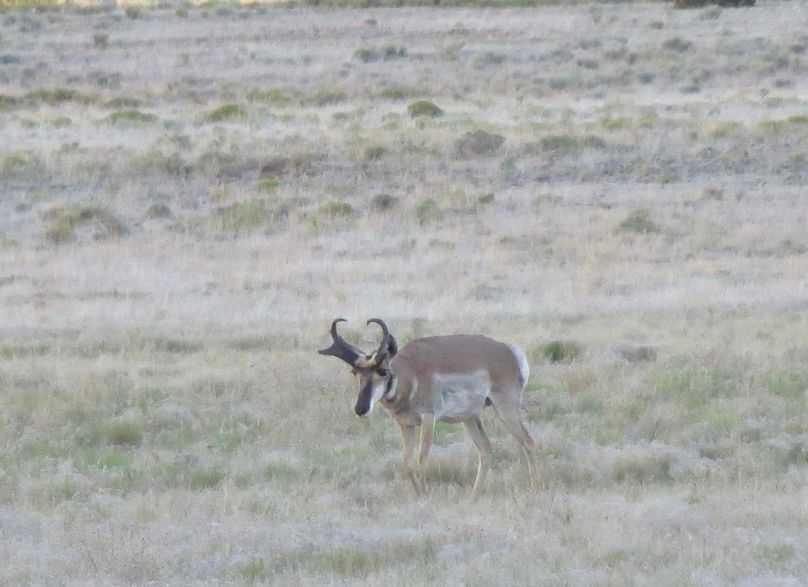 Pronghorn buck 4