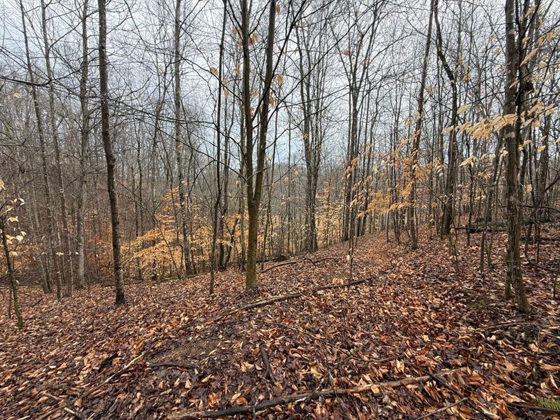 018 north facing forest area