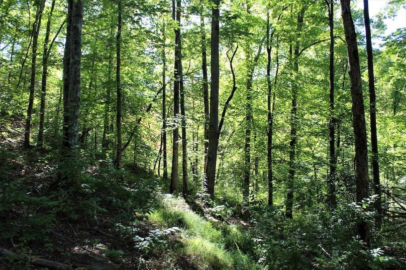 002 open forest with high canopy on a south facing slope