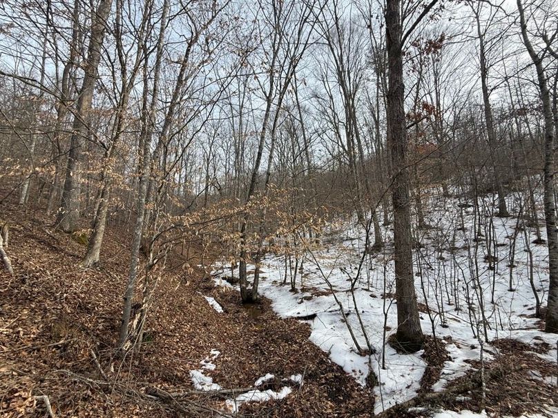 017 one of the wooded draws in the west part of the property