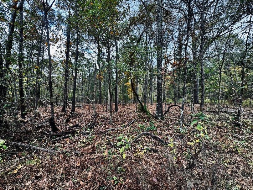 Timber near plot