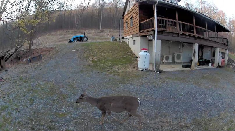 deer perry 60 2