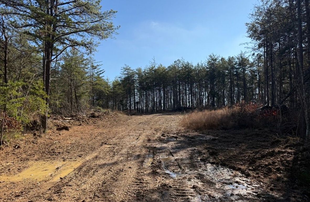 003 the gentle road leading into the property