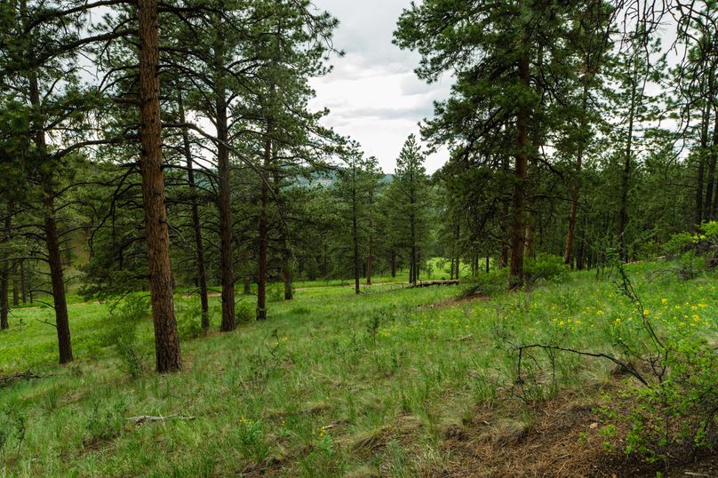 Teller CO 120 - 015 -  Pine Forest