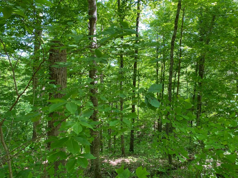 014 good mix of medium and mature timber in the middle of the property copy