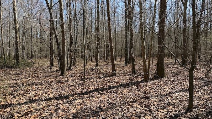 Butler 118 Capella28