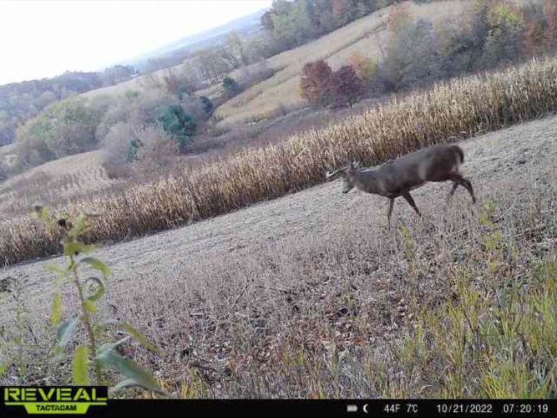 Jackson 178 Trailcam - 8 of 17