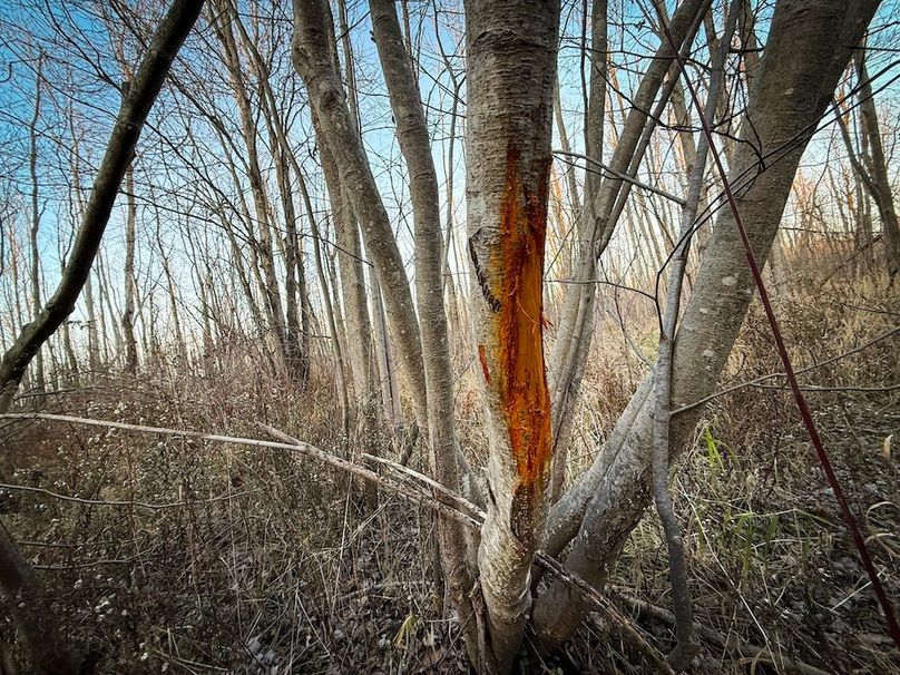 Wayne_29.09_BD_LandNorth_Parcel_12