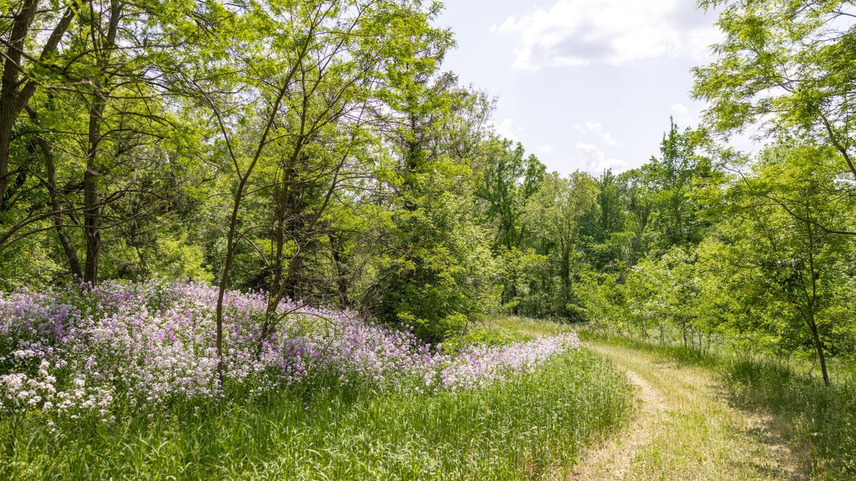 Beautiful Buildable Acreage In Caledonia School District Whitetail