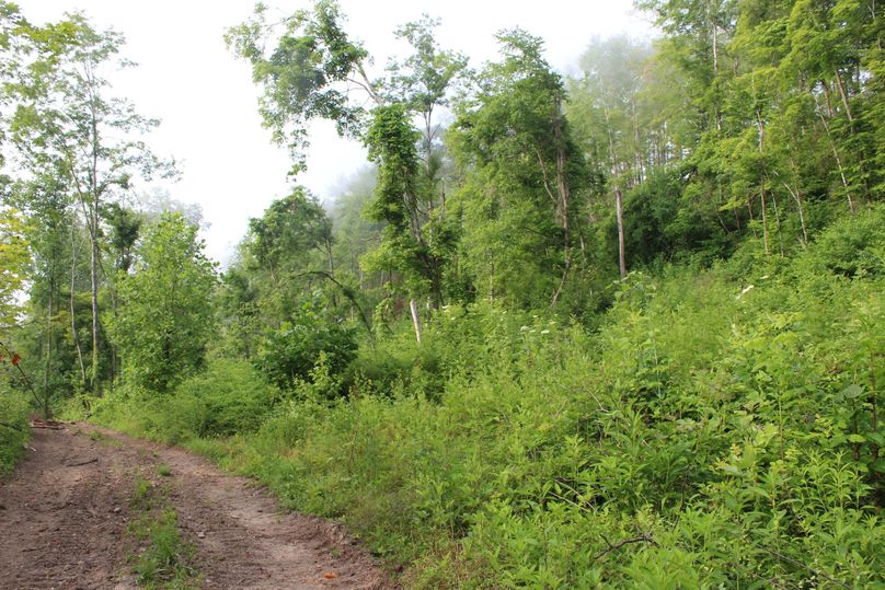 015 lush regenerating forest growth from the initial timbering phase