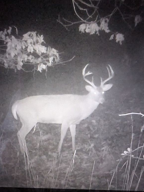 Calhoun, WV 132.84 AC Szegi Trail Cam-18