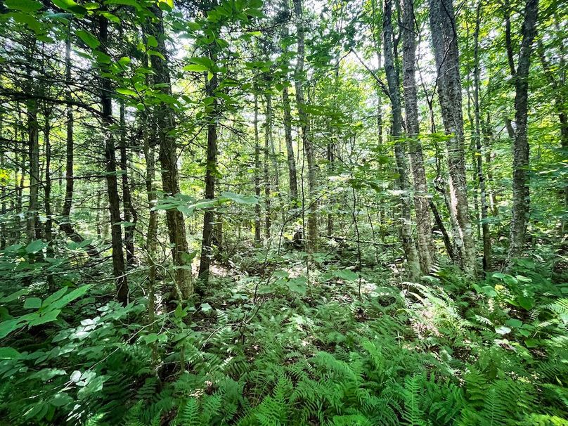 Oswego_100_Roof_Photos_34