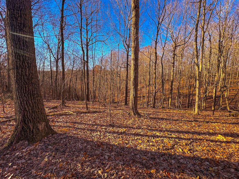 Pleasants_Wood 169.97 AC Cokeley-03