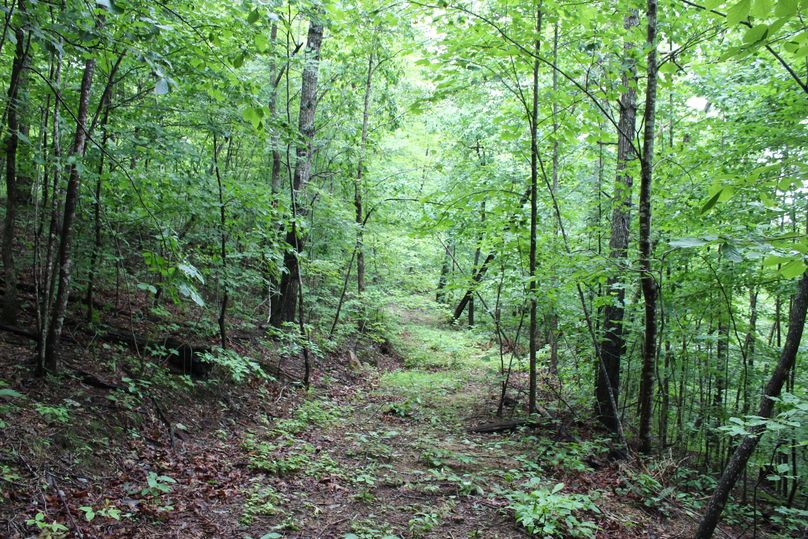 004 forested road leading about the property