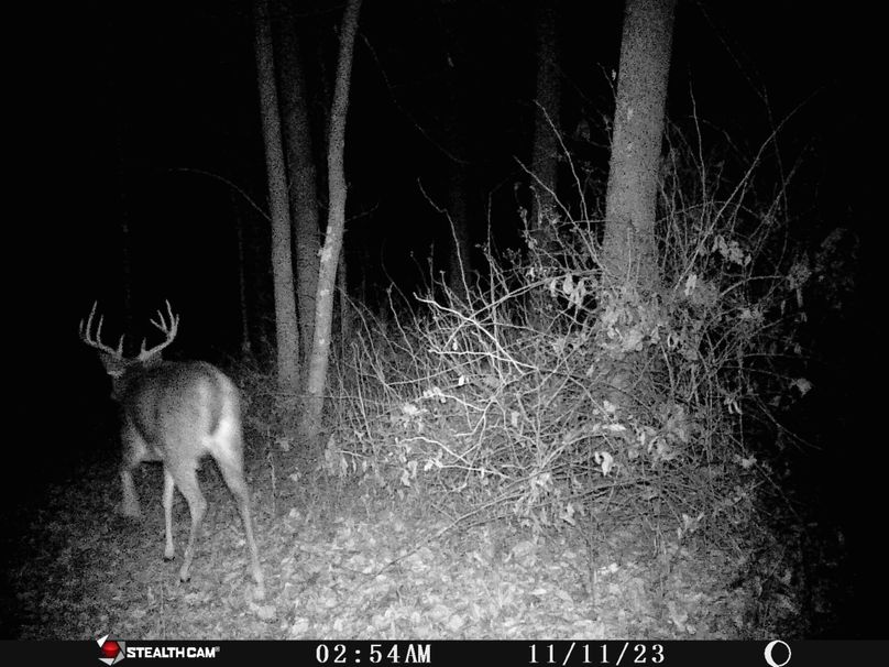 Buck_11102023