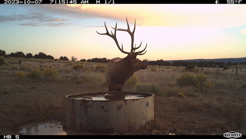 big elk 4