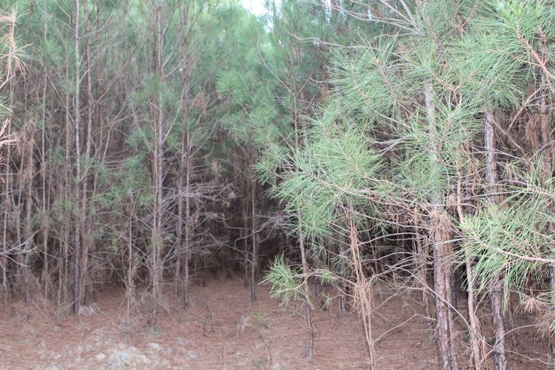 85E16E55-3A97-446B-AA9C-84124D2C6975_1_105_c