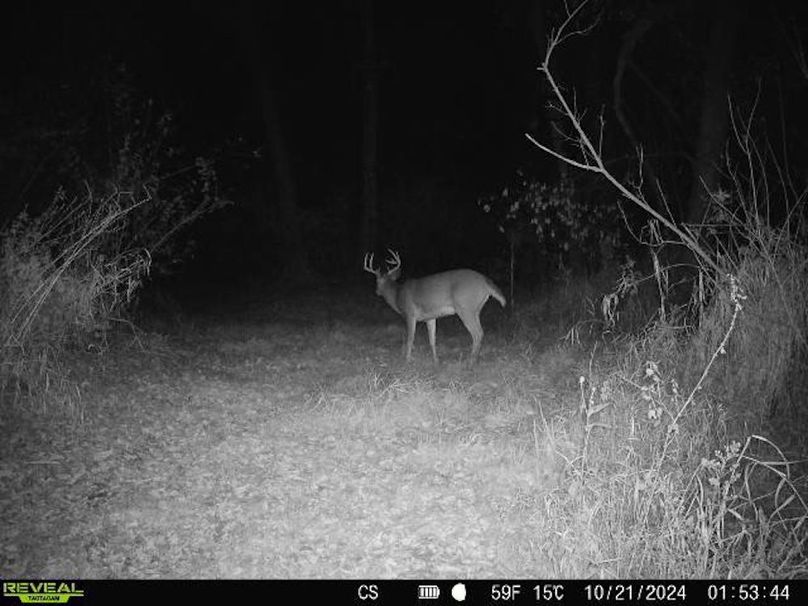 trailcam.Jackson35 - 15