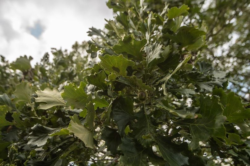 FREMONT CO IA 159.05_30