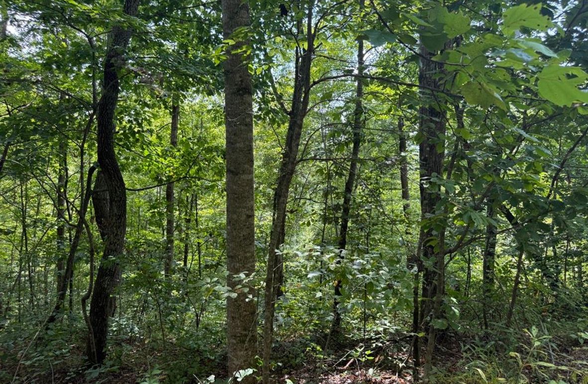 004 forested south facing slope