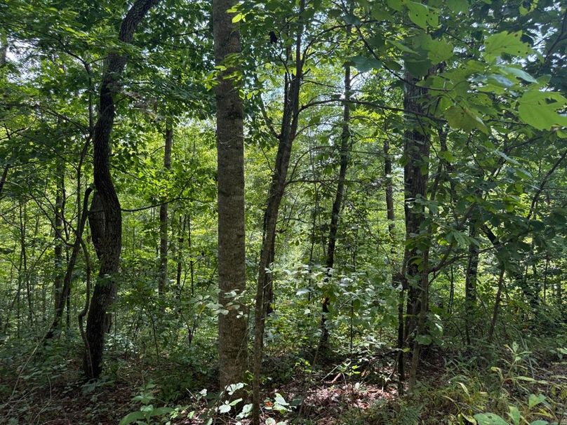 004 forested south facing slope