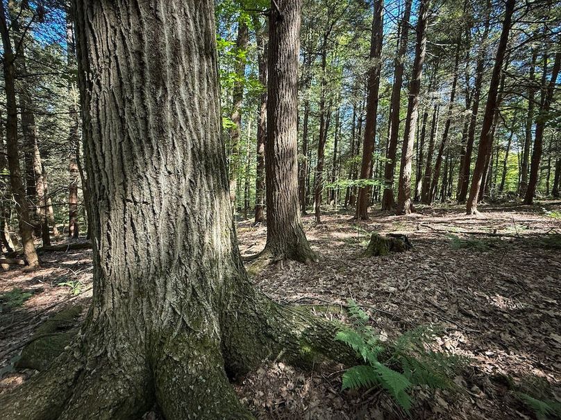 Tioga NY 232.62 Shores Photos 35