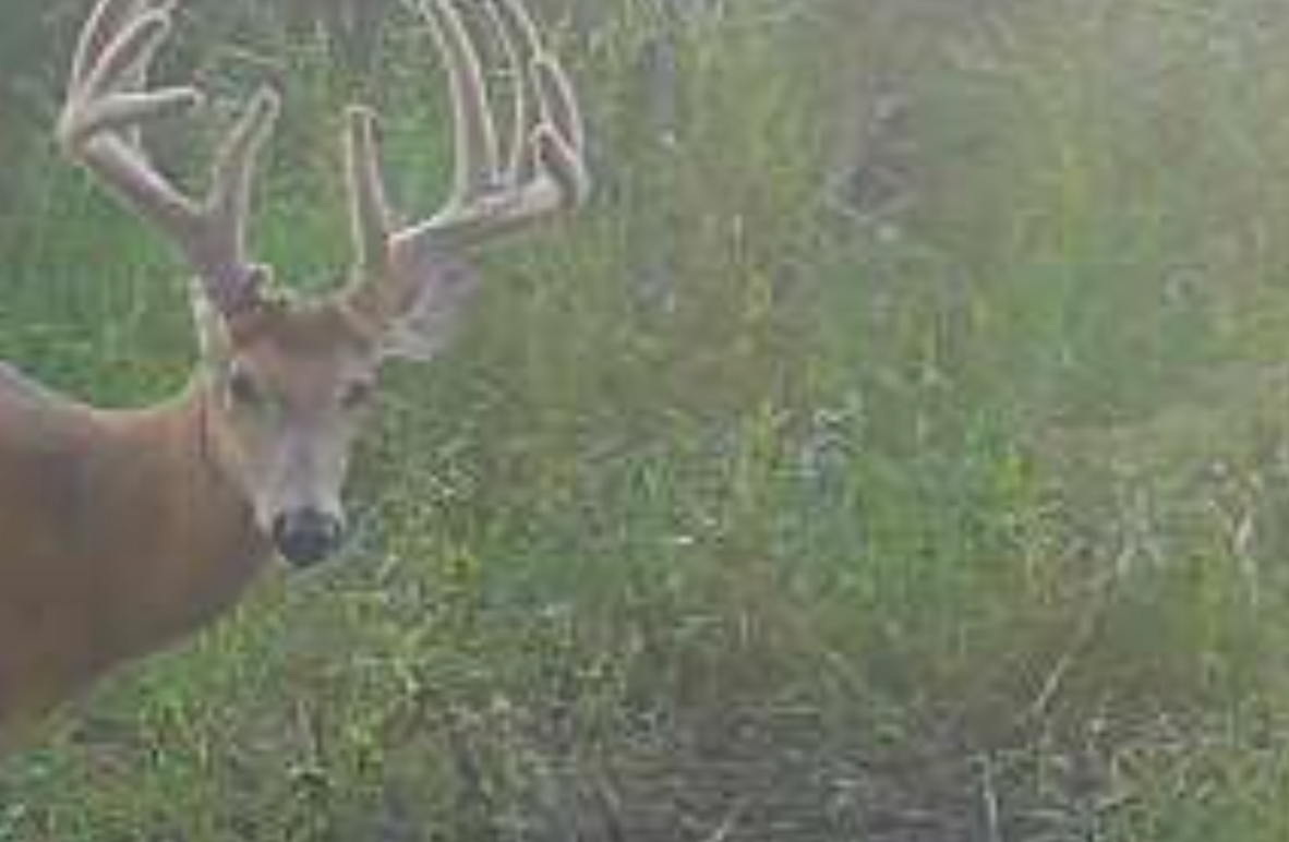 Copy of Cover pic if it looks good online