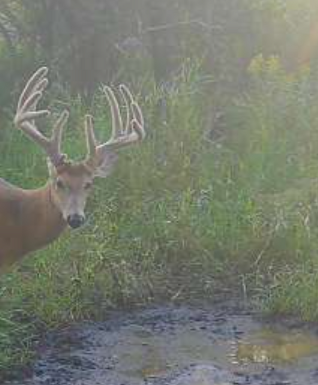 Copy of Cover pic if it looks good online