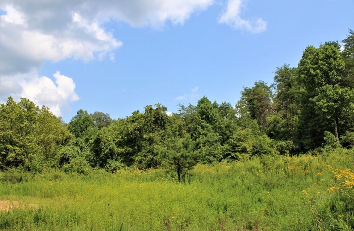 004 one of the openings perfect for building your private cabin retreat