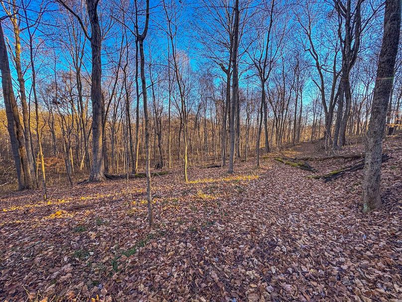 Pleasants_Wood 169.97 AC Cokeley-43