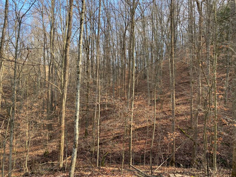 012 some of the forested area in the south part of the property copy