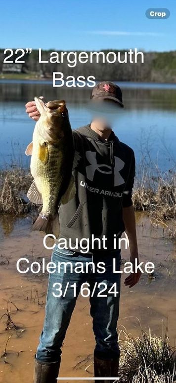 6a Bass 2
