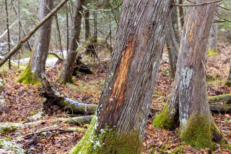 Mackinac 31.5 Noteboom-1703