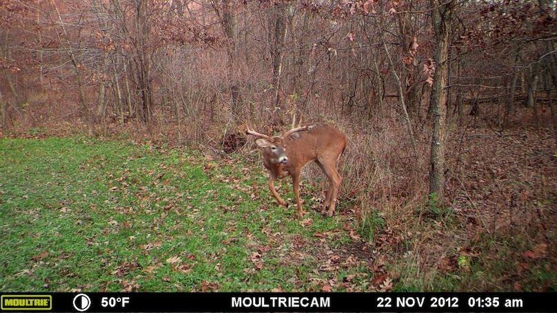Sauk 174 Trailcam - 86