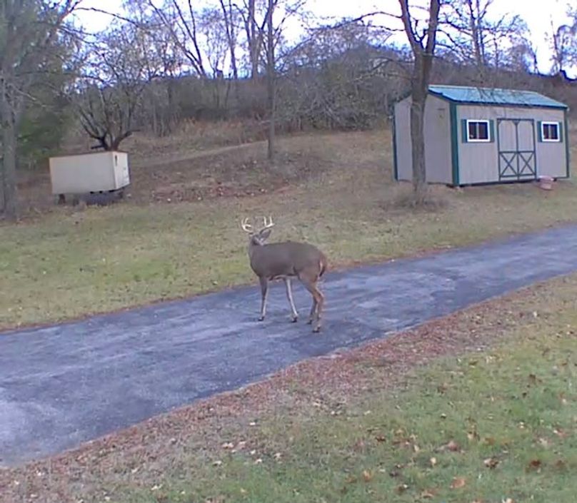 Buck