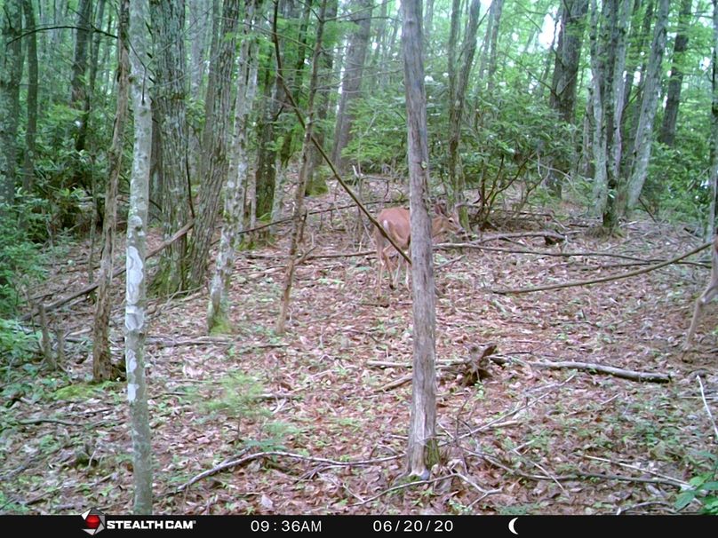 Copy of unicoi buck 3